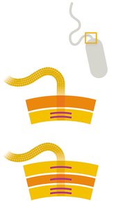 Structure of bacterial flagellum
