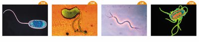 Types of flagella arrangements