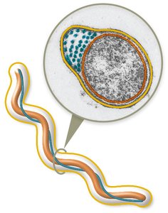 Periplasmic flagella in spirochetes