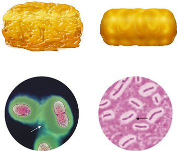 Slime layer and capsule glycocalyx