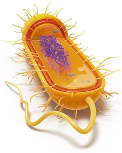 Diagram of a prokaryotic cell structure