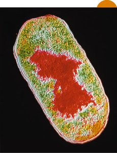 Nucleoid region in a prokaryotic cell