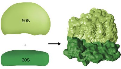 Structure of prokaryotic ribosome