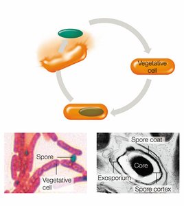 Endospore formation and germination cycle
