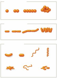 Prokaryotic shapes and arrangements