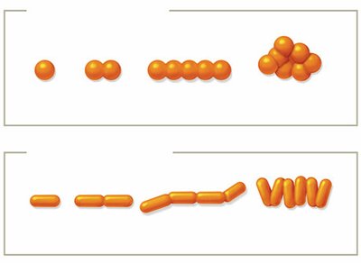 Arrangements of cocci and bacilli