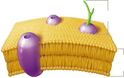 Structure of the prokaryotic plasma membrane