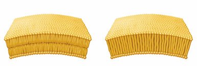 Comparison of lipid bilayers and monolayers