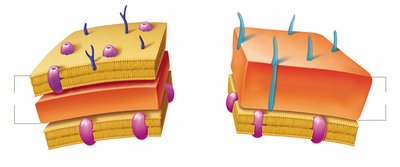 Comparison of Gram-positive and Gram-negative cell walls
