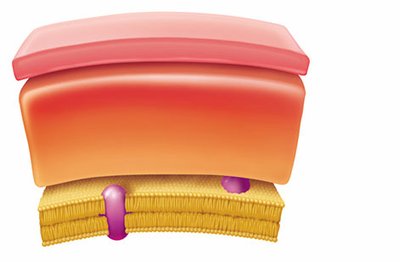 Structure of acid-fast bacterial cell wall