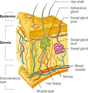 Cross-section of skin showing epidermis, dermis, and subcutaneous layer with associated structures