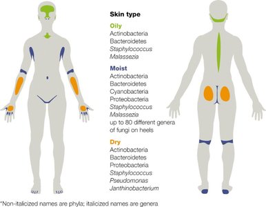 Distribution of skin microbiota by skin type (oily, moist, dry)