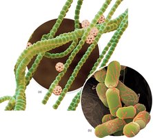 Cyanobacteria and Escherichia coli colony