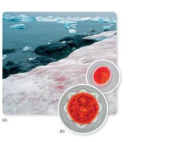 Psychrophiles in cold environments