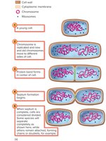 Binary fission steps