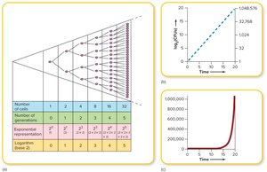 Cell division and population growth