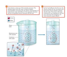 Model system to demonstrate osmosis