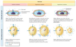 Cell responses to solutions of differing osmotic content