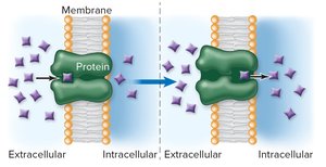 Facilitated diffusion across membrane