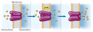 Active transport process using ATP
