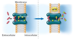 Active transport process with metabolic reaction