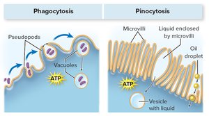 Phagocytosis and pinocytosis