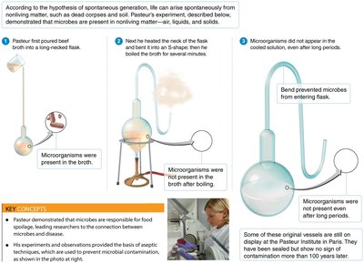 Pasteur's swan-neck flask experiment