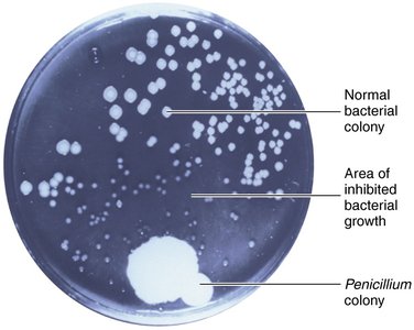 Petri dish showing Penicillium inhibiting bacterial growth