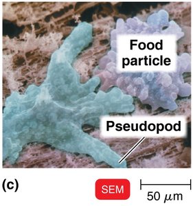 SEM image of protozoan with pseudopod and food particle