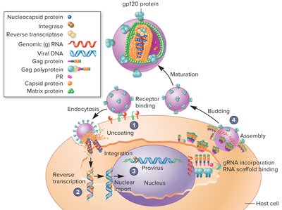 HIV Replication and Integration
