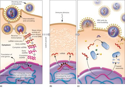 HIV Life Cycle: Entry, Integration, and Budding