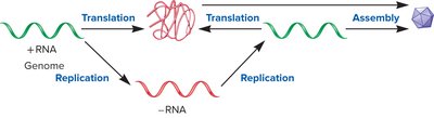Positive and Negative Strand RNA Virus Replication
