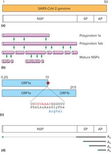 SARS-CoV-2 Genome and Polyprotein Processing