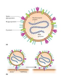 SARS-CoV-2 Structure and Entry
