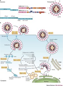 Coronavirus Life Cycle and Replication
