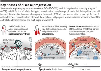 Key Phases of COVID-19 Disease Progression