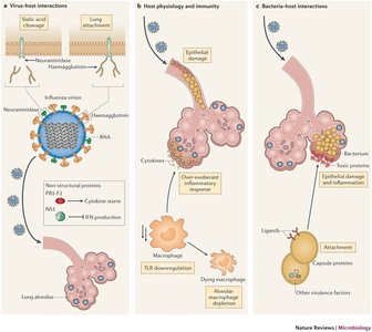 Influenza Virus Host Interactions and Immune Response