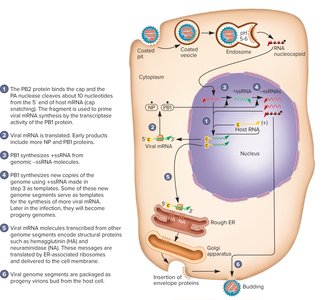 Influenza Virus Replication Cycle