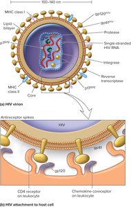 HIV Structure and Attachment