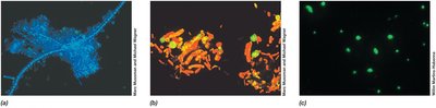Fluorescent stains for microbial cells