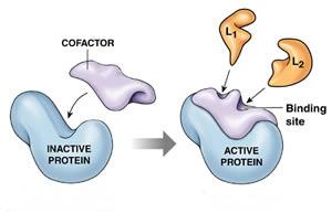 Cofactor activation of proteins