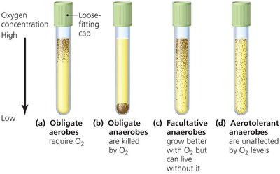 Effects of oxygen on growth