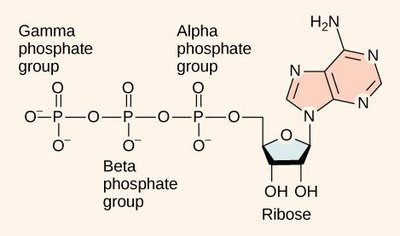 ATP structure