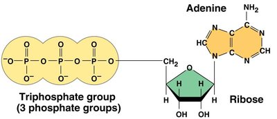 ATP structure with triphosphate group