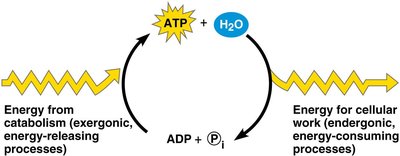ATP hydrolysis and regeneration cycle