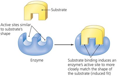 Induced fit model of enzyme action