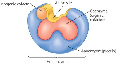 Enzyme with cofactors and coenzymes