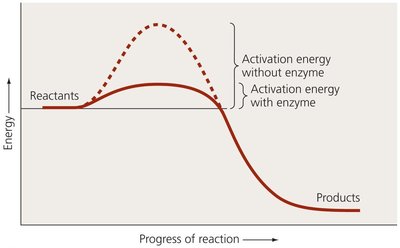 Activation energy with and without enzyme