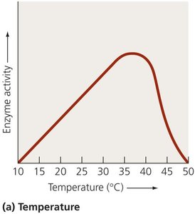 Effect of temperature on enzyme activity