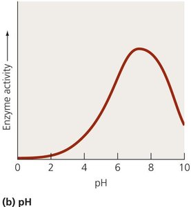 Effect of pH on enzyme activity